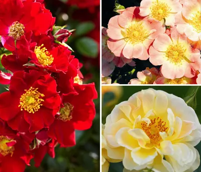 Produktbild von Dehner Rosen-Set Insektenfreundlich, 3 Beetrosen je 1x gelb / rot / apricot-farben, Züchter Tantau, 20-30 cm exkl. Pflanztopf, Topfware