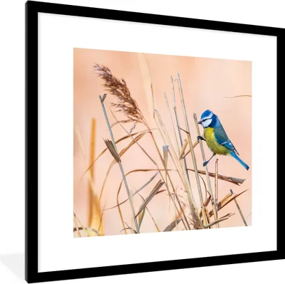 Produktbild von MuchoWow® Gerahmtes Poster Vogel - Blaumeise - Schilf 40x40 cm - Poster mit Schwarzem Bilderrahmen Wandposter Rahmen Foto Bilder - Poster - Plakat im Rahmen