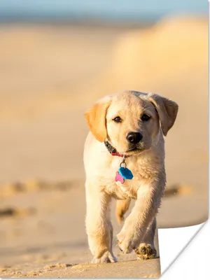 Produktbild von MuchoWow® Poster Labrador Welpe am Strand 120x160 cm - Wandbilder