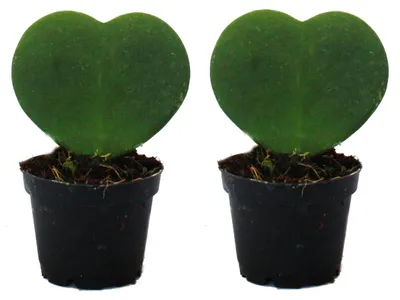 Produktbild von Set mit 2 Pflanzen Hoya kerii - Herzblatt-Pflanze, Herzpflanze oder Kleiner Liebling - im 6cm Topf