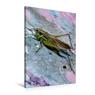 Produktbild von Calvendo Textil-Leinwand 60 cm x 90 cm hoch Heuschrecke auf Graffiti-Wand, Laimgruber Dagmar; 7279559