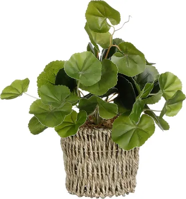 Produktbild von Mica Kunstpflanze Pilea im Korb grün 33 x 12 cm