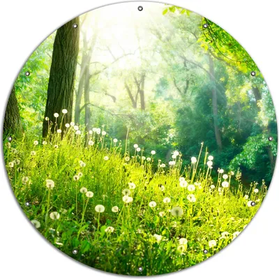 Produktbild von Wallario rundes Outdoor-Poster für Garten oder Balkon, Motiv Pusteblumen im Wald mit einfallenden Sonnenstrahlen, 120 cm Durchmesser