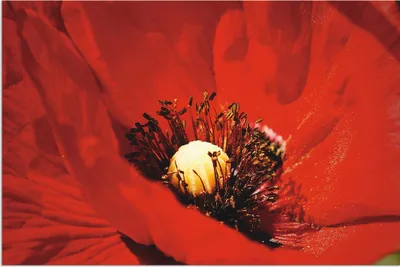 Produktbild von ARTland Wandbild Alu für Innen & Outdoor Roter Mohn Größe: 60x40 cm