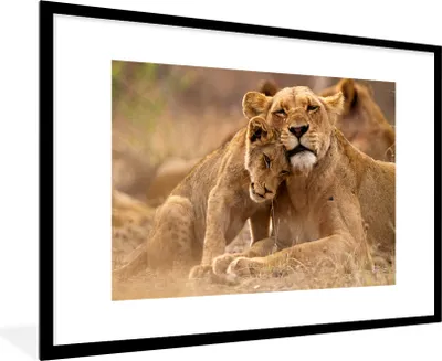 Produktbild von MuchoWow® MuchoWow® Gerahmtes Poster Löwe - Wilde Tiere - Jungtier 90x60 cm - Poster mit zchwarzem Bilderrahmen - Wanddekoration - Fotos
