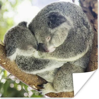Produktbild von MuchoWow® Poster Koalas - Plüschtier - Tiere - Kinder - Jungen - Mädchen 75x75 cm - Wand Dekoration