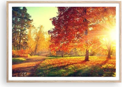 Produktbild von Gerahmtes Poster - Rahmen in heller Eiche - Park Herbst Baum - 100x70 cm - Wand Bild - Wanddeko - Wandbilder - Wandposter - Bilderrahmen - Bilder - Kunstdruck - Wandbild - P2NAA100x70-3654