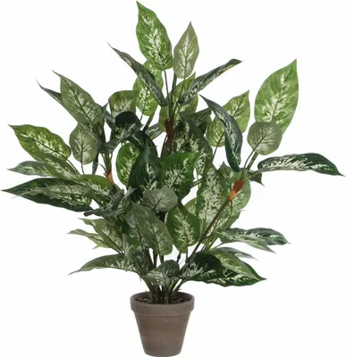 Obrázek produktu pro Mica Decorations Dieffenbachia umělá rostlina - V70 x Ø55 cm - zelená