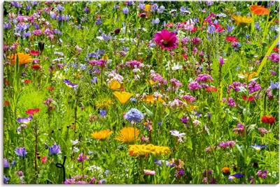 Produktbild von ARTland Leinwandbild Bunte Blumenwiese Größe: 60x40 cm
