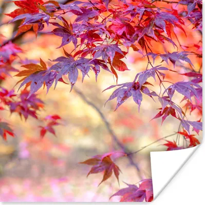 Produktbild von MuchoWow® Poster Japanischer Ahorn mit roten Blättern 100x100 cm - Babyzimmer