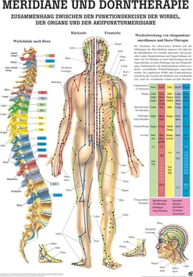 Produktbild von Meridiane und Dorntherapie