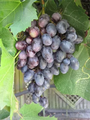 Produktbild von Vitis vinifera Pamiat Negrula, Tafeltraube aus Moldawien, sehr Mehltaufest