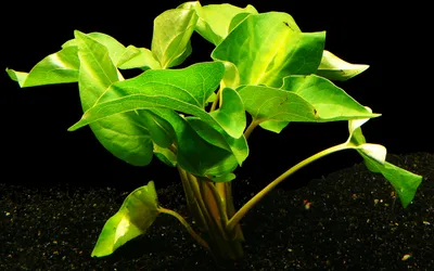 Produktbild von 1 Bund Amerik. Eidechsenschwanz (Saururus Cernuus)