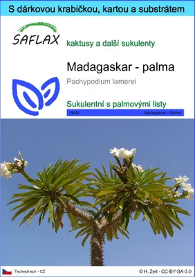 Obrázek produktu pro SAFLAX Dárková sada - Madagaskar - palma - Pachypodium lamerei - 10 Semena - S dárkovou krabičkou, přepravním štítkem, dárkovou kartou a pěstebním médiem