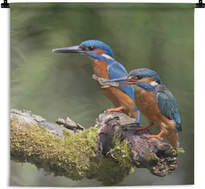 Produktbild von MuchoWow® Wandteppich Wandbehang Eisvogel - Fisch - Zweig 60x60 cm Tapisserie Dekoration Wandtuch - Dekorationen - Wand Decke