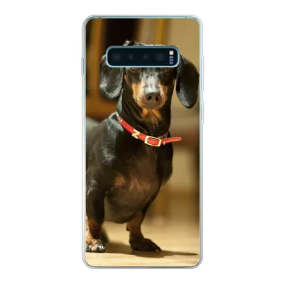 Produktbild von MuchoWow® Handyhülle Schutzhülle Hülle für Samsung Galaxy S10 Plus Porträt eines schwarzen Dackels Silikon Softcase Handy Hülle - Schutzhülle