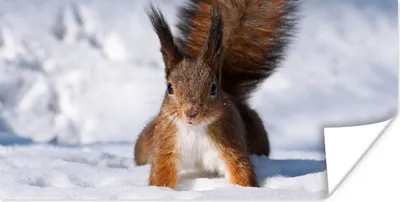 Produktbild von MuchoWow® Poster Eichhörnchen - Nagetier - Schnee - Winter 40x20 cm - Poster für die Wand - Poster Schlafzimmer