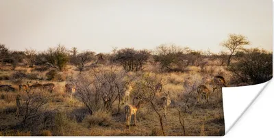 Produktbild von MuchoWow® Poster Die Landschaft des Krügerparks in Südafrika 120x60 cm - Bild
