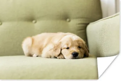 Produktbild von MuchoWow® Poster Ein schlafender Golden Retriever Welpe auf dem Sofa 120x80 cm - Bilder