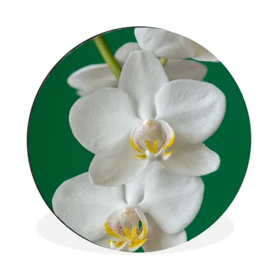 Produktbild von MuchoWow® Aluminium Wandkreis Orchidee mit grünem Hintergrund Ø 60 cm Wanddeko Modern Wohnzimmer - Wand Kreis - Wandbild - Schlafzimmer - Aluminium Bild - Kinderzimmer - Wohnzimmer Dekoration - Wandschmuck