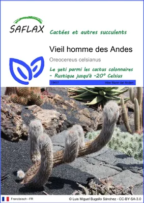 Image de SAFLAX  - Vieil homme des Andes - 40 graines - Oreocereus