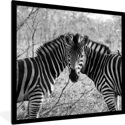Produktbild von MuchoWow® Gerahmtes Poster Zwei Zebras 40x40 cm - Poster mit Schwarzem Bilderrahmen Wandposter Rahmen Foto Bilder - Mit Rahmen - Wanddekoration Schlafzimmer
