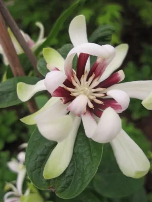 Produktbild von Sinocalycanthus Venus - Orchideenbaum-Gewürzstrauch Venus - 40-60