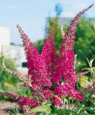 Produktbild von Buddleja davidii 'Summer Beauty', Schmetterlingsflieder, 100–125 cm
