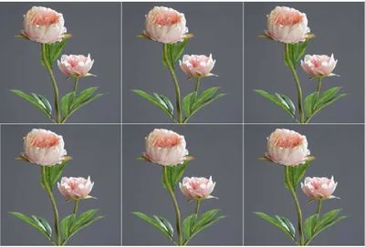 Produktbild von 6er Set künstliche Pfingstrosen Päonie mit 2 Blüten H. 60cm rosa DPI Kunstblumen