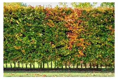 Produktbild von 15 Hainbuchen 150-175cm ohne Topf Heckenpflanzen Carpinus betulus Gartenhecke