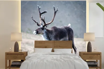 Produktbild von MuchoWow® Fototapete für Wohnzimmer oder Schlafzimmer Wandtapete Vinyl Motivtapete Ein Rentier vor einem unscharfen Hintergrund - 220x220 cm - Tapeten
