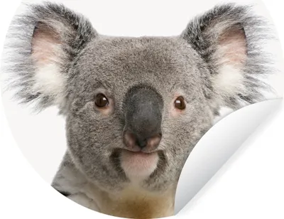 Produktbild von MuchoWow® Runde Wandtattoo - Wandsticker Tapete Aufkleber Tiere - Koala - Weiß Ø 80 cm Selbstklebend und Repositionierbar - Wandaufkleber - Kreis - Mauerkreis - Wand Bilder - Wandsticker - Wohnzimmer Dekoration - Dekoration für die Wände - Aluminium - Babyzimmer