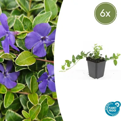 Zdjęcie produktu dla Roslina okrywowa - Zimozielona - Vinca minor 'Argenteovariegata' - Doniczka 9 cm - Zestaw 6 roslin