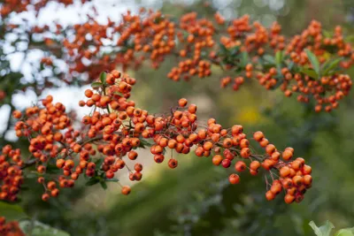 Produktbild von Pyracantha 'Orange Charmer', Feuerdorn, orange, 40–60 cm
