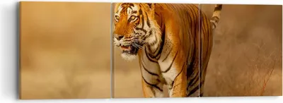 Produktbild von Bild auf Leinwand - Leinwandbild - tiger tier - 90x30cm - Wand Bild - Wanddeko - Wandbilder - Leinwanddruck - Bilder - Kunstdruck - Wanddekoration - Leinwand bilder - Wandkunst - CA90x30-3946