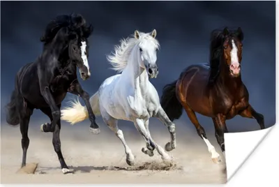 Produktbild von MuchoWow® Poster Pferde - Tiere - Sand 120x80 cm - Bilder