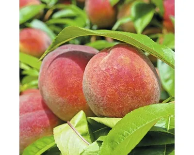 Obrázek produktu pro Broskevsamosprašná FloraSelfPrunus persica 'Amsden' 100-120 cm květináč 7,5 l