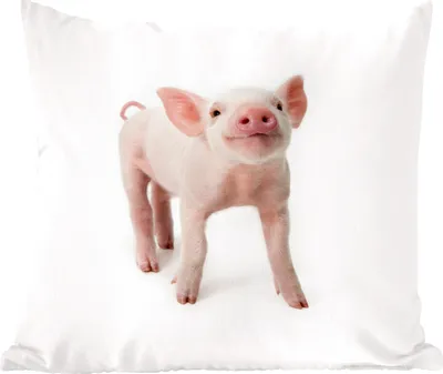 Produktbild von MuchoWow® Zierkissen Sofakissen Wohnzimmer Dekokissen 40x40 cm Schwein - Tiere - Weiß - Foto Kissen - Schlafzimmer Dekoration