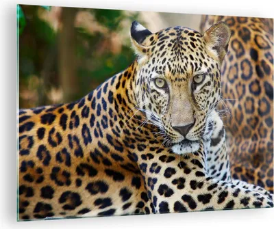 Produktbild von Bilder auf glas - Leopardpanther Katze Tier Savanne - 70x50cm - Glasbilder - Wandbilder - Kunstdruck - zum Aufhängen bereit - Wanddekoration aus Glas - Glas Bilder - Wandbild auf Glas - GAA70x50-0402