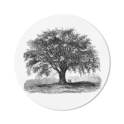 Produktbild von MuchoWow® Mauspad Mousepad Jahrgang - Baum - Natur 40x40 cm - Mousepads - Maus Mat - Pad - Mausunterlage - Schreibtisch Accessoires