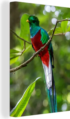 Obrázek produktu pro OneMillionCanvasses® - Obraz na plátně - 90x140 cm, Quetzal na větvi v mračném pralese Monteverde, nástěnné umění tisk nástěnné dekorace - fotografie na plátně - malba na - dekorace na zeď - ložnice