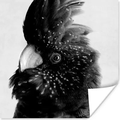Produktbild von MuchoWow® Poster Nahaufnahme eines Kakadus vor einem grauen Hintergrund - schwarz und weiß 100x100 cm - Babyzimmer