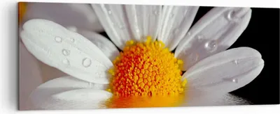 Produktbild von Bild auf Leinwand - Leinwandbild - Kraut Kamille Blume Wasser - 140x50cm - Wand Bild - Wanddeko - Leinwanddruck - Bilder - Kunstdruck - Wanddekoration - Leinwand bilder - Wandkunst - AB140x50-2282