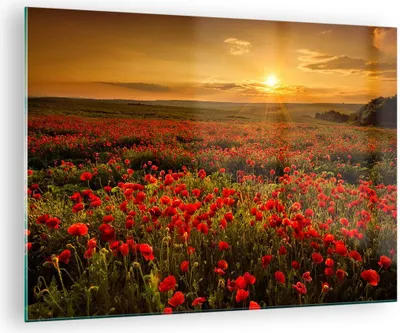 Produktbild von Bilder auf glas - Mohn Blume Wiese - 70x50cm - Glasbilder - Wandbilder - Kunstdruck - zum Aufhängen bereit - Wanddekoration aus Glas - Glas Bilder - Wandbild auf Glas - Einteilig - GAA70x50-3643