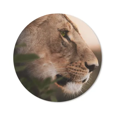 Produktbild von MuchoWow® Mauspad Mousepad Löwe - Wilde Tiere - Dschungel 40x40 cm - Mousepads - Maus Mat - Pad - Mausunterlage - Schreibtisch Accessoires