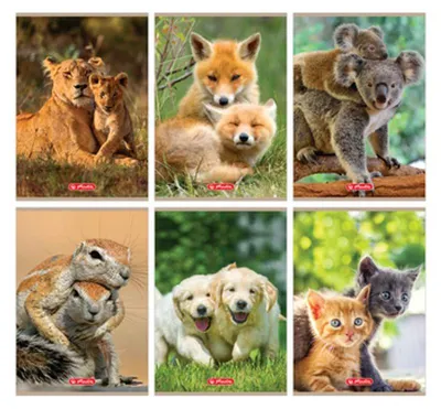 Zdjęcie produktu dla Zeszyt Herlitz A5 16 linia podwójna Animals