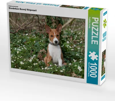 Produktbild von CALVENDO Puzzle Ein Motiv aus dem Kalender Wunderbare Basenji Welpenzeit | 1000 Teile Lege-Größe 64x48cm Foto-Puzzle für glückliche Stunden