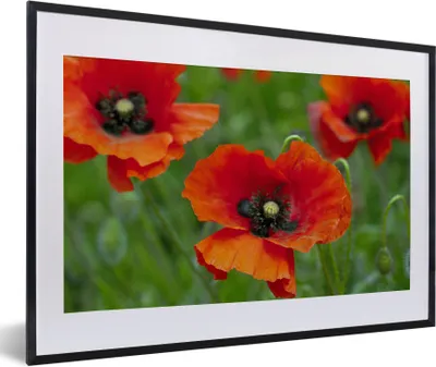 Produktbild von MuchoWow® Gerahmtes Poster Nahaufnahme von roten Mohnblumen 60x40 cm - Poster mit Schwarzem Bilderrahmen Wandposter Rahmen Foto Bilder - Schlafzimmer - Plakat in Rahmen - Drucken