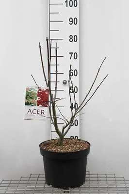 Produktbild von Acer palm. 'Osakazuki' - Fächerahorn 60- 80 cm Container