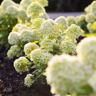 Produktbild von Hortensien Winterhart Paniculata Little Passion (3 Pflanzen) - Hydrangea pflanzen aus Holland - Echte Garten Hortensie (kein Samen, Kunstblumen und nicht künstlich) - Mehrjährig Balkonpflanzen